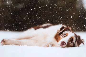 winter dog in snow