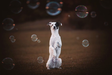 dog in bubbles