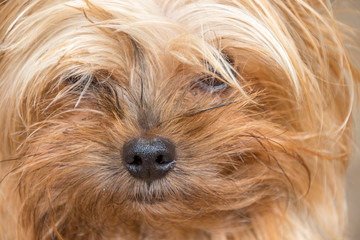 Close cropped portrait of a pet dog image with copy space in landscape format