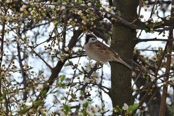 bird on a branch