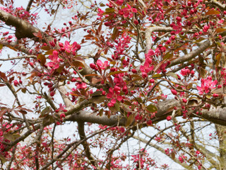 Malus coccinella - Pommier d'ornement à feuillage pourpre ou pommier d'ornement à floraison rose pourpre