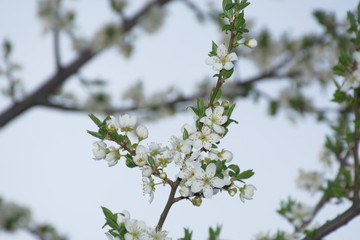 branch of a tree with white flowers