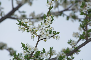 white flowers of cherry tree in spring
