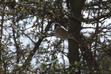 bird on tree