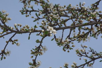branch of tree with green leaves in the sky
