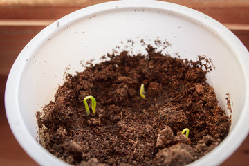 Young seedlings sprouted in a glass in early spring