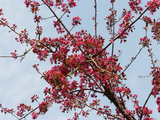 Malus coccinella - Pommier d'ornement à feuillage pourpre ou pommier d'ornement à floraison rose pourpre