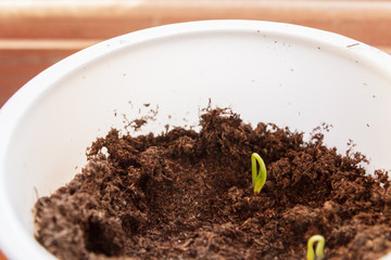 Young seedlings sprouted in a glass in early spring