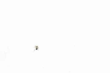 Little black spider on snow in early spring