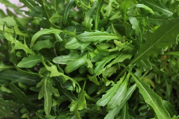 Rucola