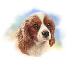 Illustration of Cavalier King Charles Spaniel. Realistic drawing of a beautiful red-haired dog on watercolor background. Cute puppy. Animal art collection: Dogs. Good for T-shirt, banner, pillow, card