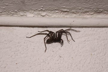 Hausspinne