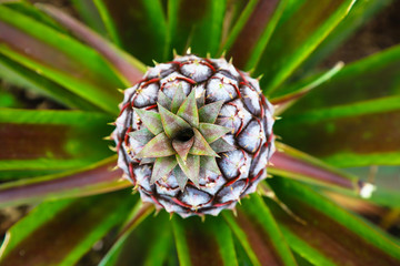 Fototapeta premium Pineapple growing on the green plantation.