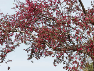 Malus coccinella - Pommier d'ornement à floraison rose pourpre