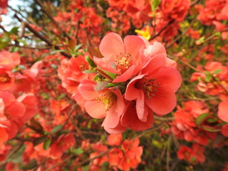 Fototapeta premium Zierapfelblüten