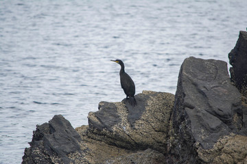 Fauna of the Island of Asinara in Sardinia
