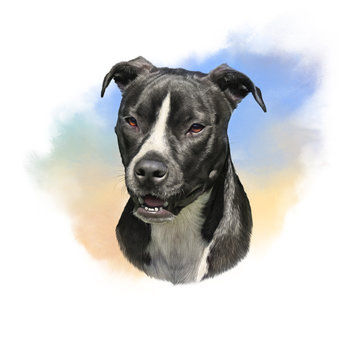 American Pit Bull Terrier. Boxer Dog. Watercolor Portrait of a cute dog. Animal art collection. Hand Painted Illustration of Pets. Art background for banner, cover, card, pillow. Design template