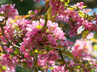 Pommier d'ornement à feuillage pourpre (Malus coccinella) ou pommier d'ornement à floraison rose pourpre