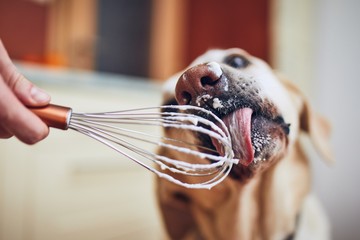Dog licking cream