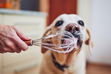 Dog licking cream - obrazy, fototapety, plakaty