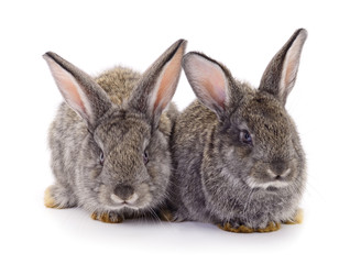 Gray rabbits isolated.