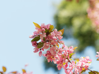 Pommier d'ornement à feuillage pourpre (Malus coccinella) 