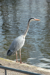 Graureiher