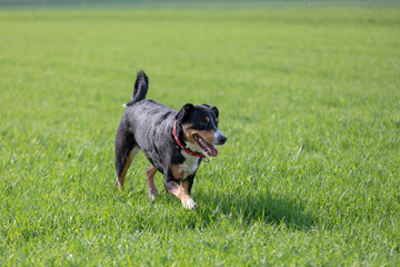 Appenzell cattle dog running on the green grass