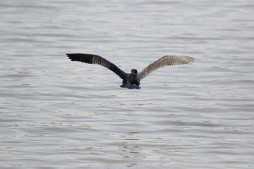 Cormorant in flight