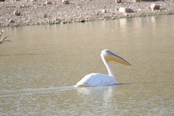 pelican in water