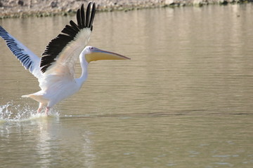 Pelicans in flight