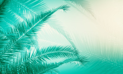 Fototapeta na wymiar Creative palm tree texture