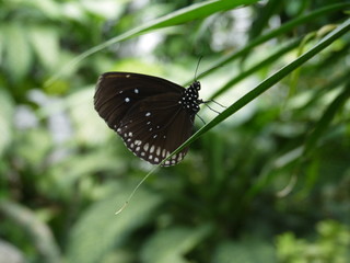 Schwarzer Schmetterling
