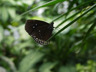 Schwarzer Schmetterling