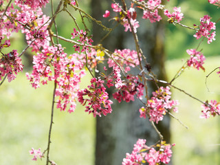 Pommier d'ornement à feuillage pourpre (Malus coccinella) ou pommier d'ornement à floraison rose pourpre