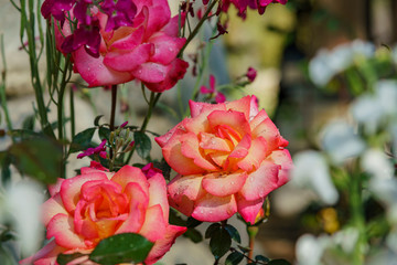 Close up shot of a red rose blossom