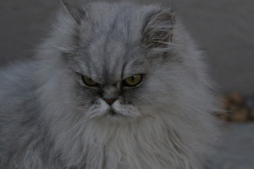 portrait of a cat