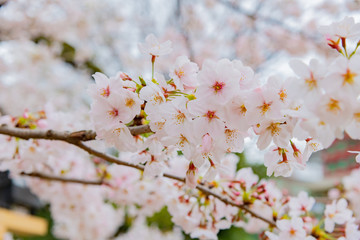 東京千鳥ヶ淵の桜