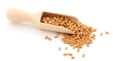 Wheat grain in a wooden scoop.