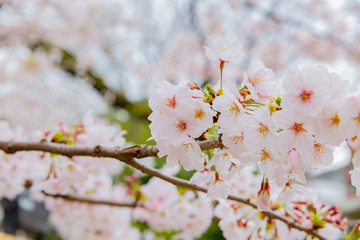 東京千鳥ヶ淵の桜