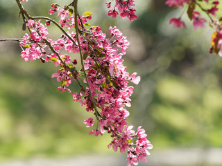 Pommier d'ornement à feuillage pourpre (Malus coccinella) ou pommier d'ornement à floraison rose pourpre