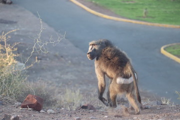 Baboon