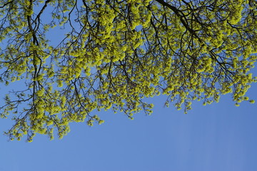 Ulme, Baum im Frühling in Deutschland