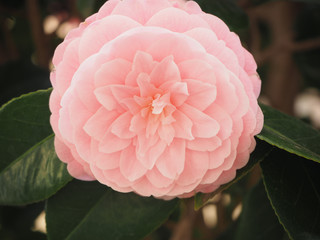 Camelia flower blooming in Japanese house garden in April