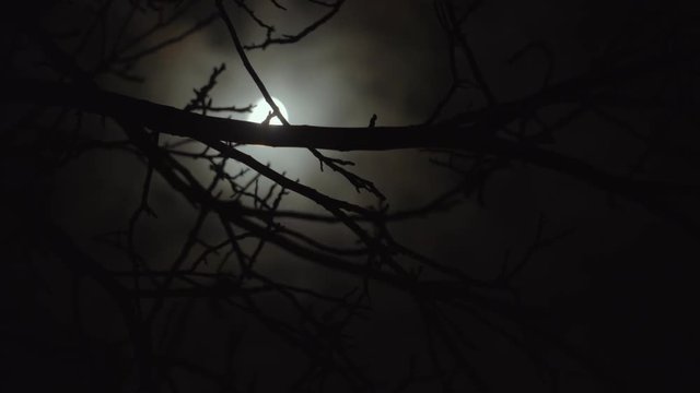 Dark scary night with bright moon