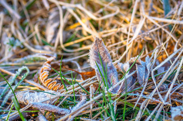 Grass in the frost, close up.