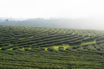 Landscape nature of green tea field in Choui fon finest tea farm at Chiang rai, Thaland.