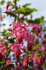 Frühling in Deutschland | roter Blütenzauber