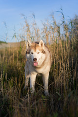 Beautiful siberian husky dog with brown eyes standing in the field near the sea at golden sunset