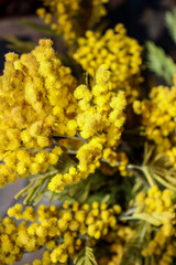 Blooming Mimosa. Yellow fluffy flowers,green leaves. It's spring. The background is blurred.